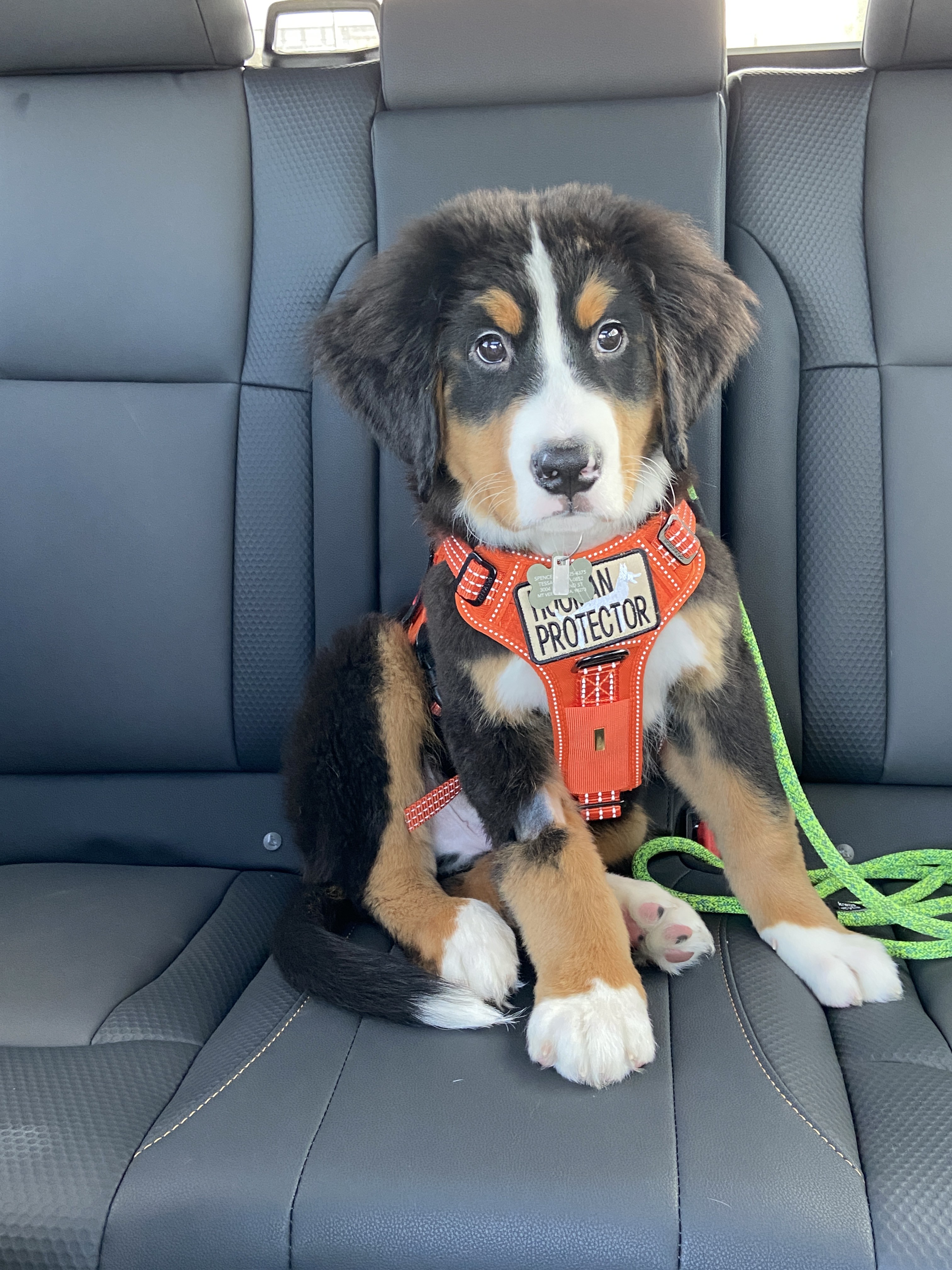 bernese mountain dog puppy inside a car