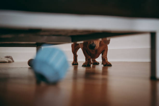 dog toy under couch and dog looks at it from far side
