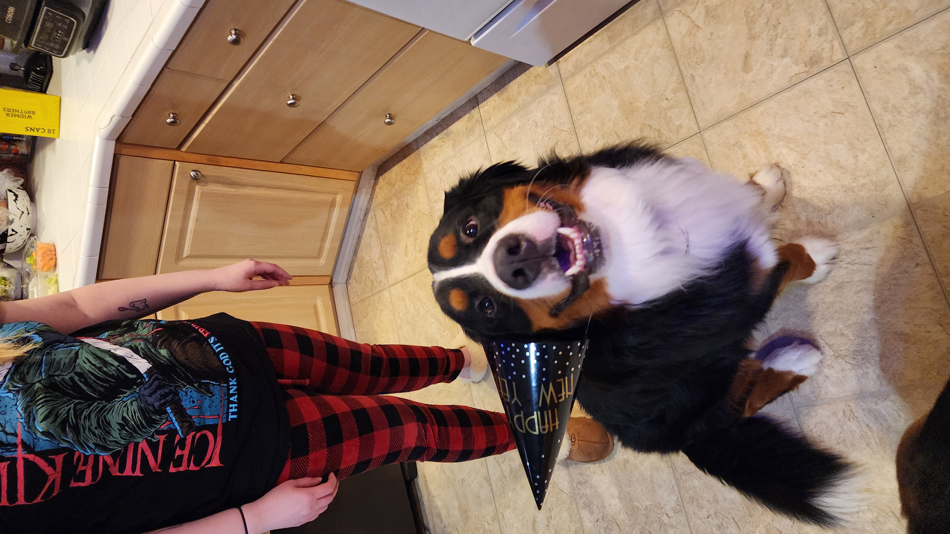 bernese mountain dog sitting with party hat on crooked