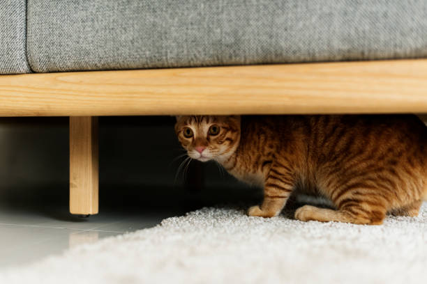 cat under couch looking out suspicously