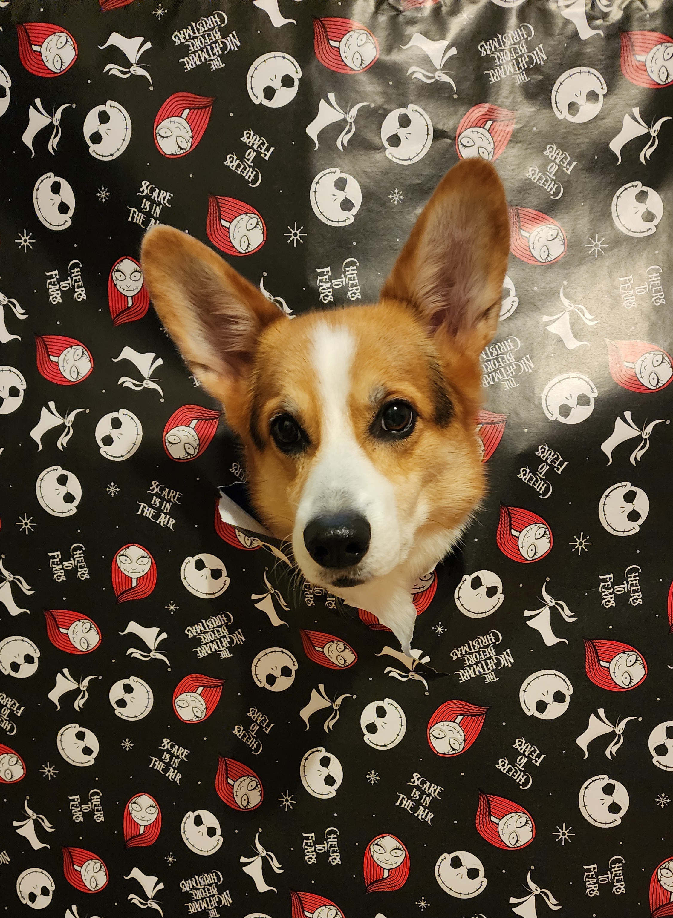 Dog 4